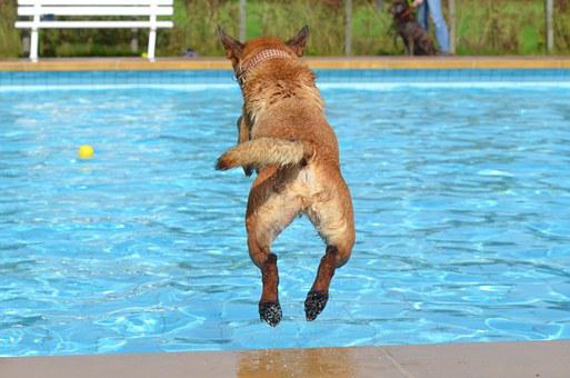 pes skáče do vody