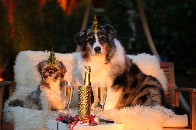 psi, silvestr, šampaňské